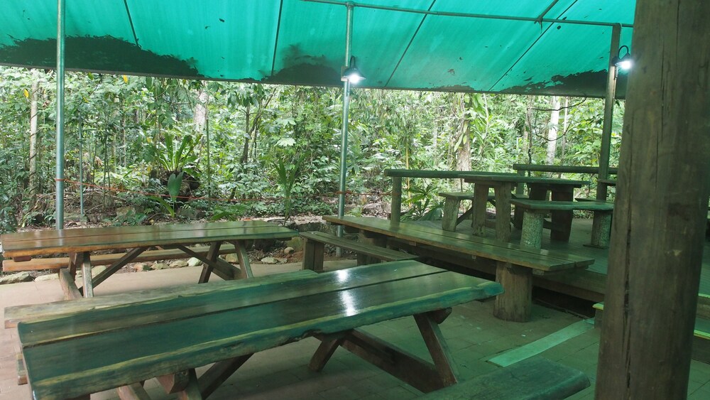 Daintree Crocodylus