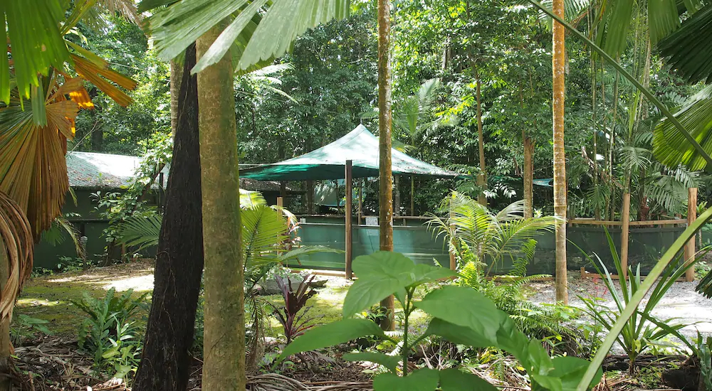 Daintree Crocodylus