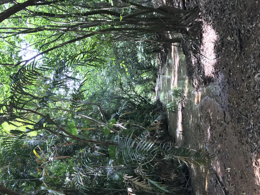 Daintree Crocodylus