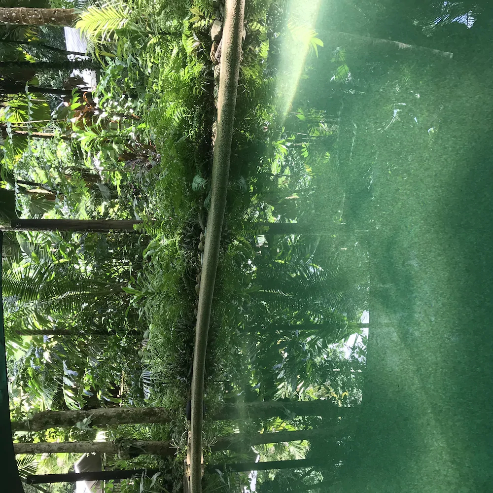 Daintree Crocodylus