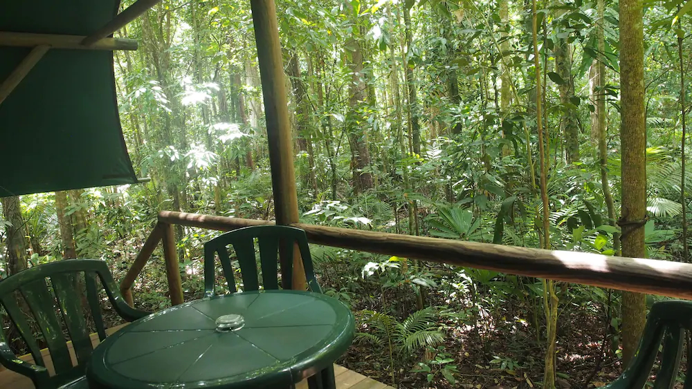 Daintree Crocodylus