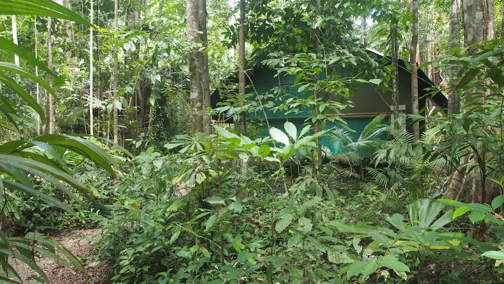 Daintree Crocodylus