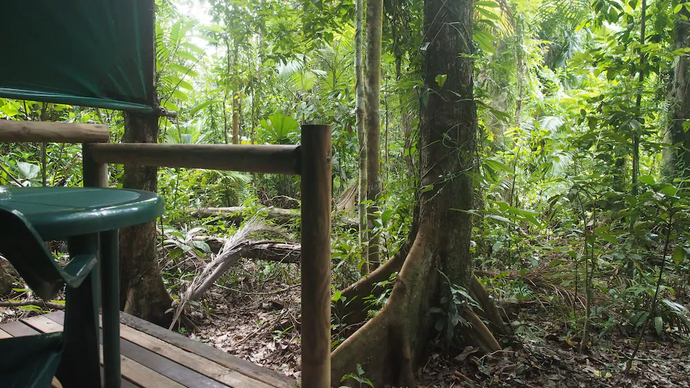 Daintree Crocodylus