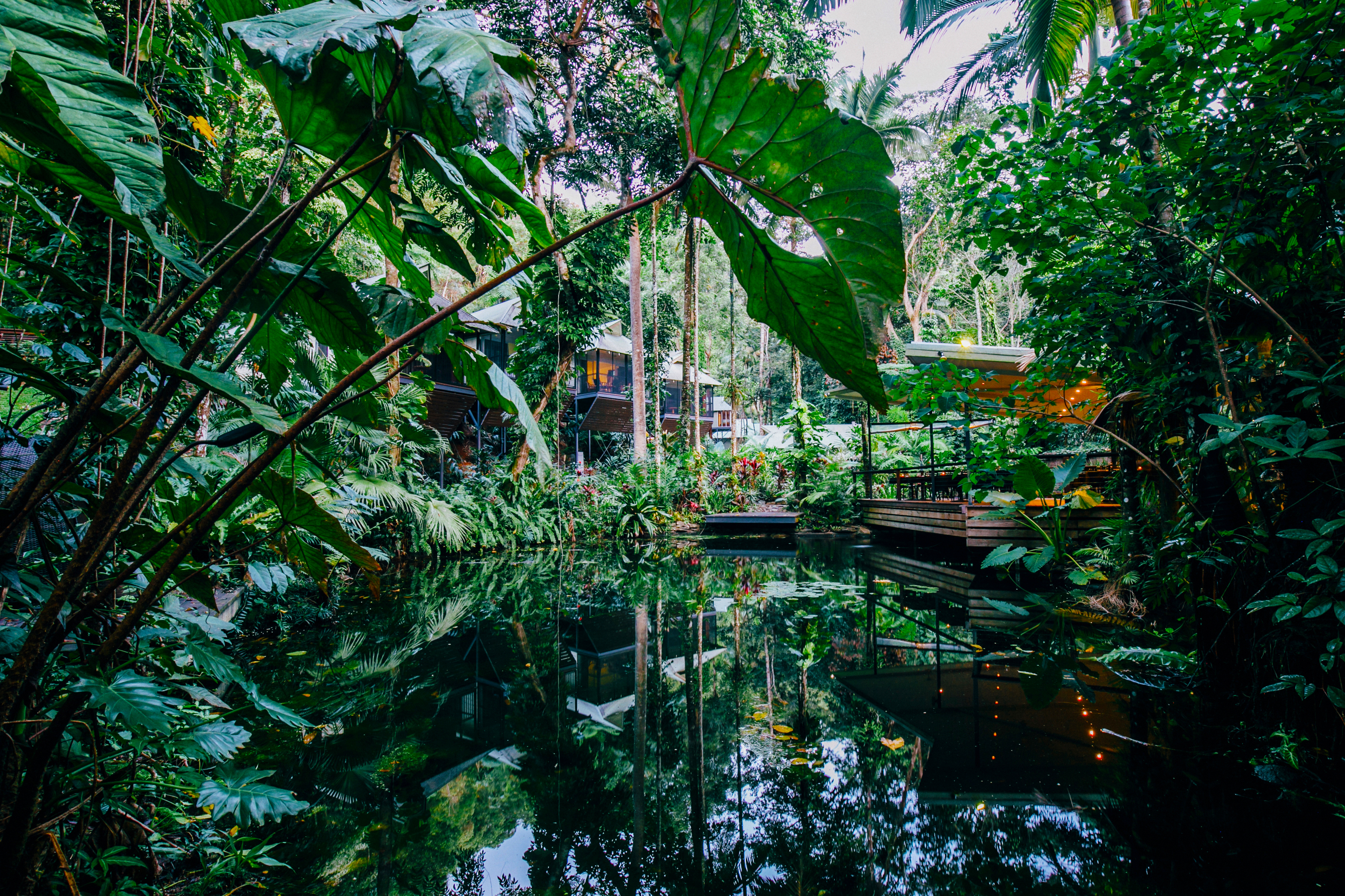 Daintree Ecolodge