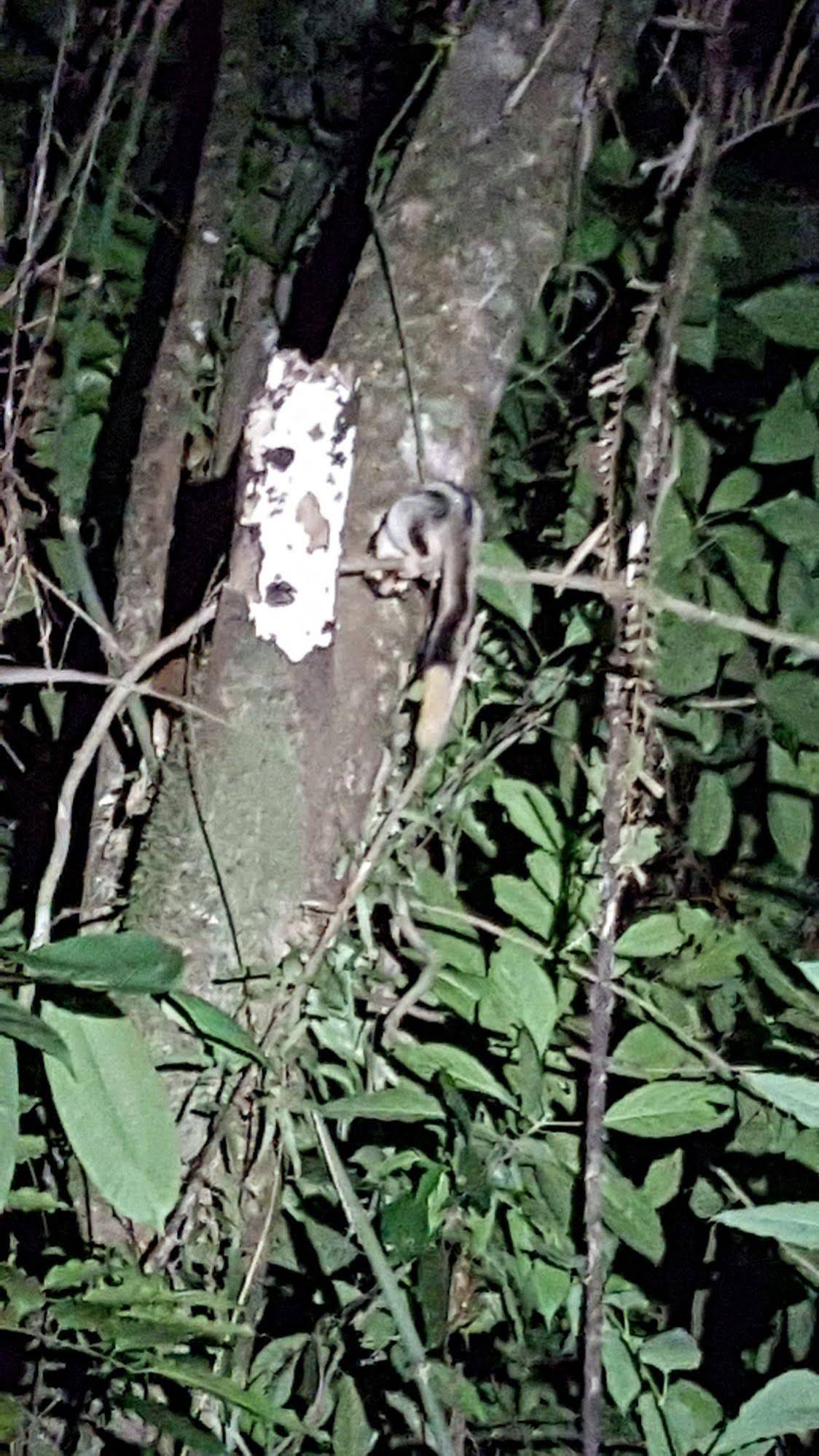 Daintree Wilderness Lodge