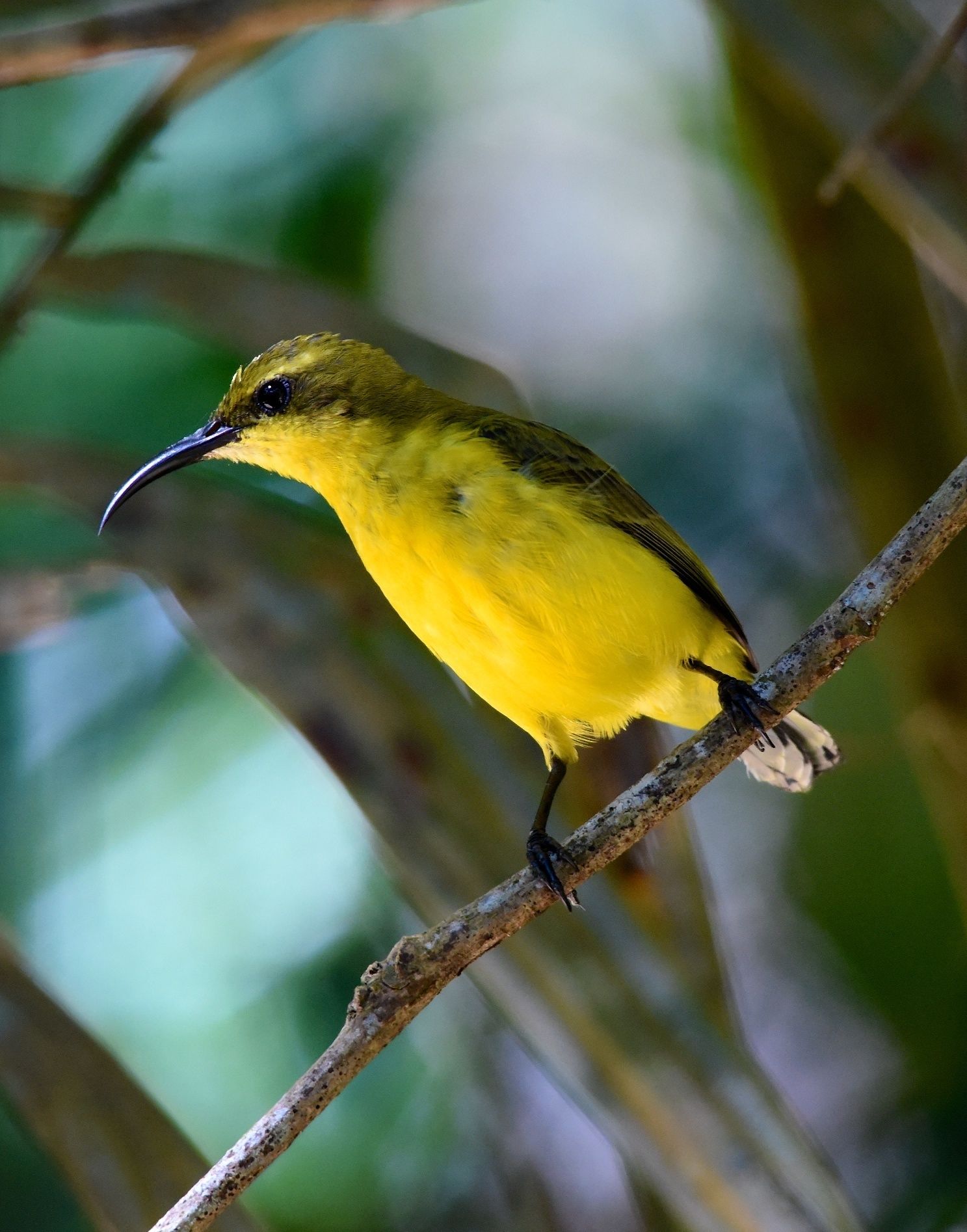 Daintree Peaks Eco Stays