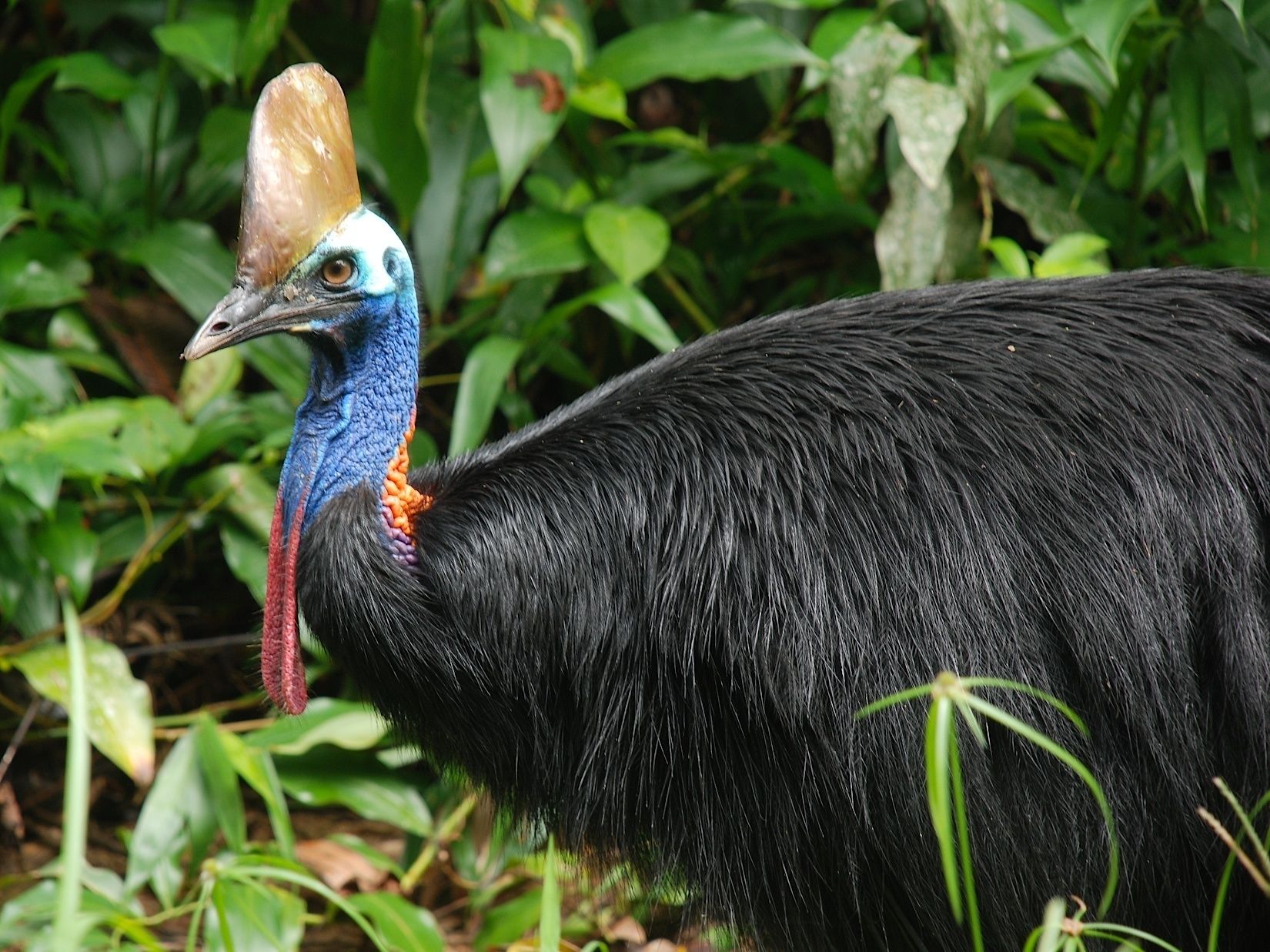 Daintree Peaks Eco Stays