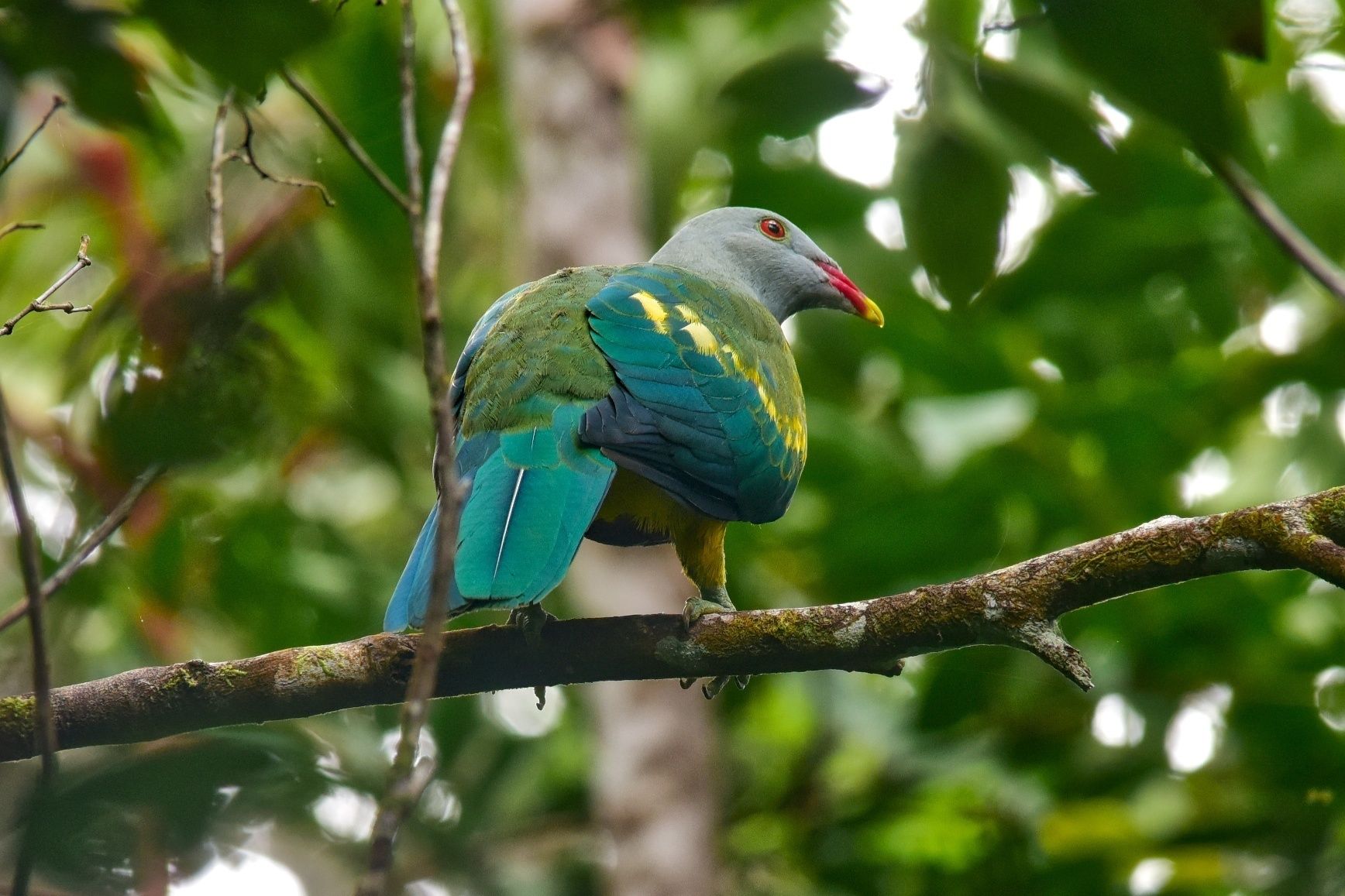 Daintree Peaks Eco Stays
