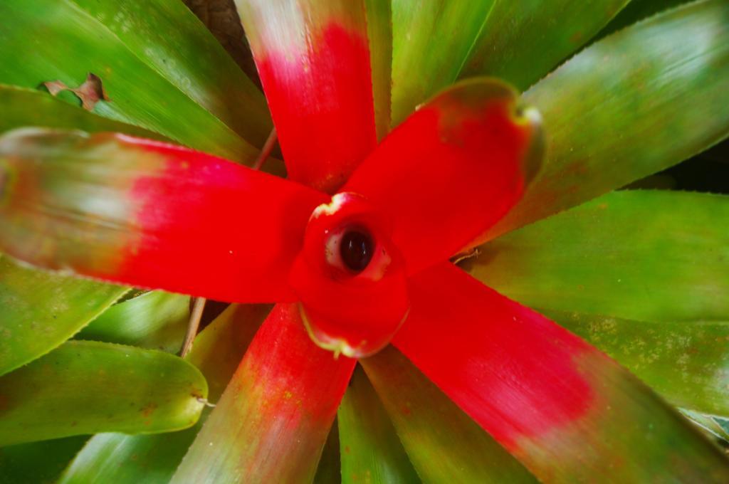 Heritage Lodge in the Daintree