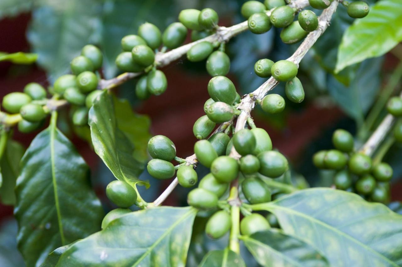 Glasshouse Mountains Ecolodge