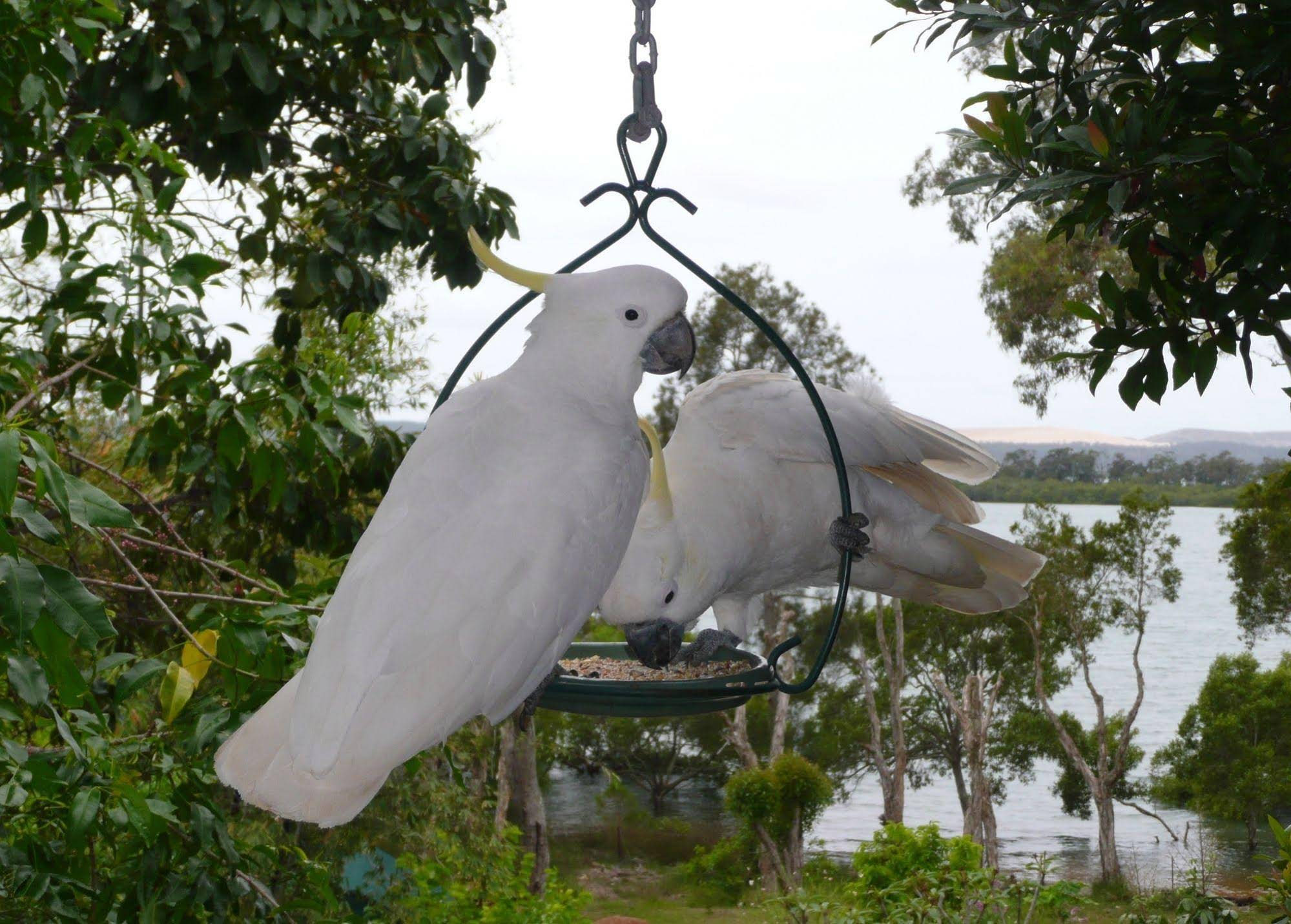 Yarrandabbi Dreaming