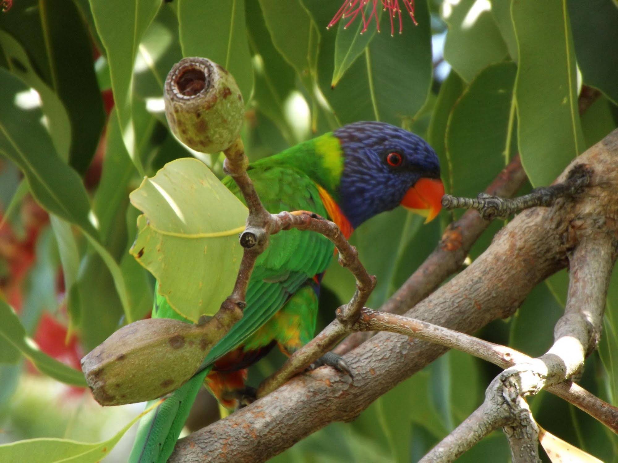 Yarrandabbi Dreaming