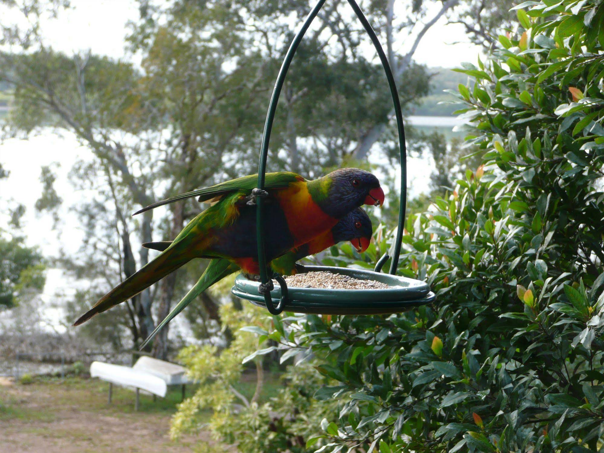 Yarrandabbi Dreaming