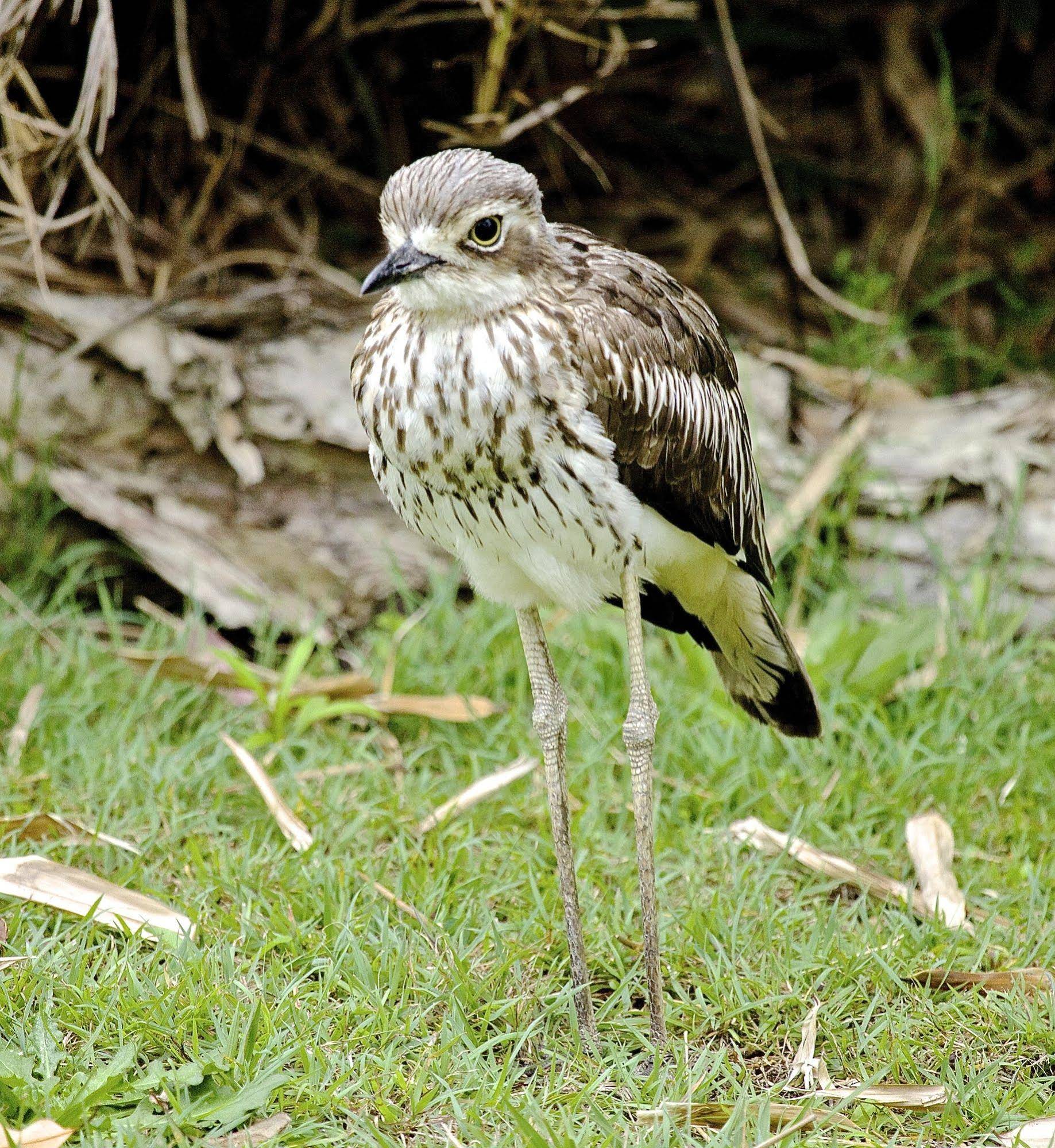 Yarrandabbi Dreaming
