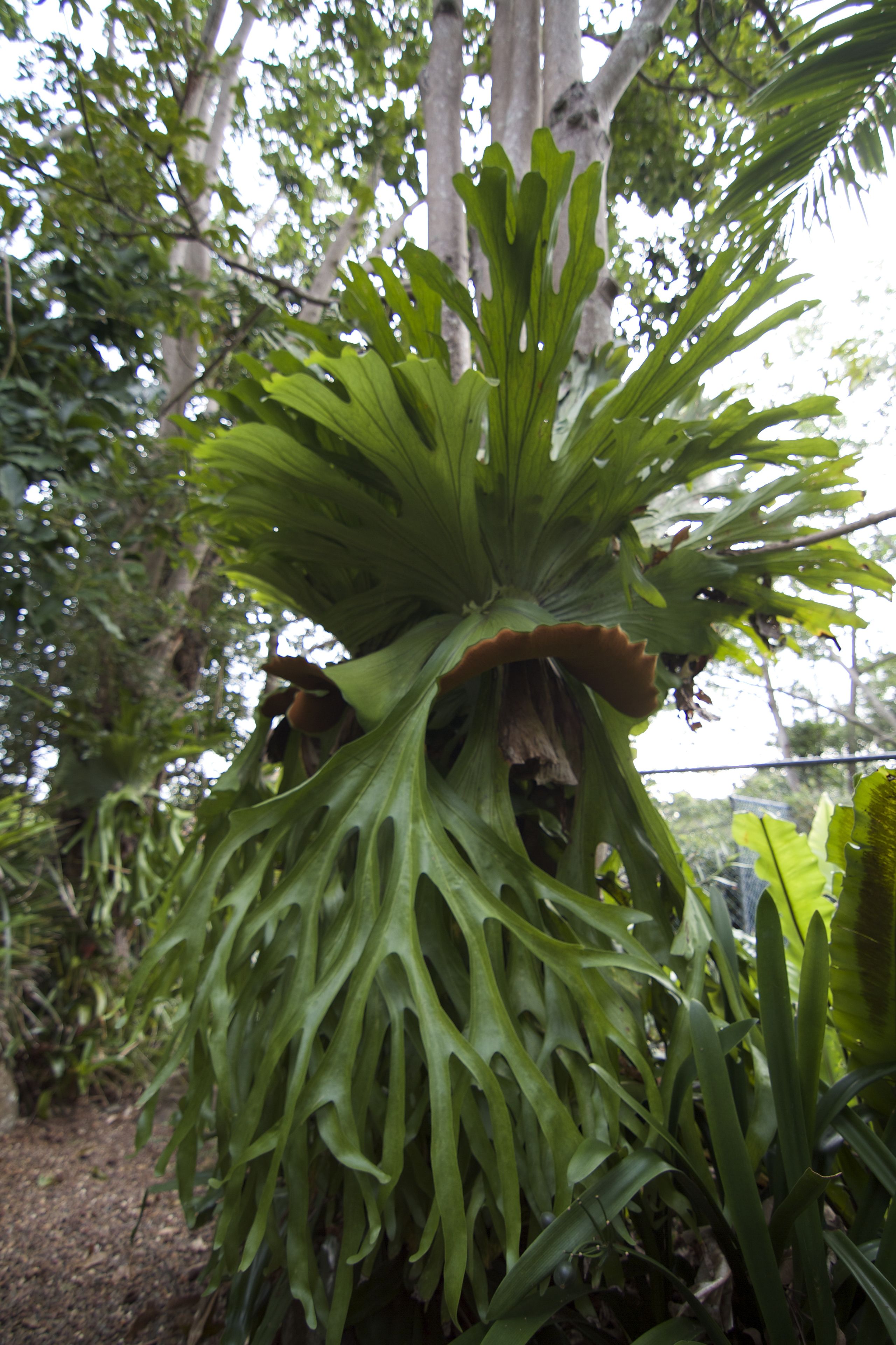 Clouds of Montville & Maleny