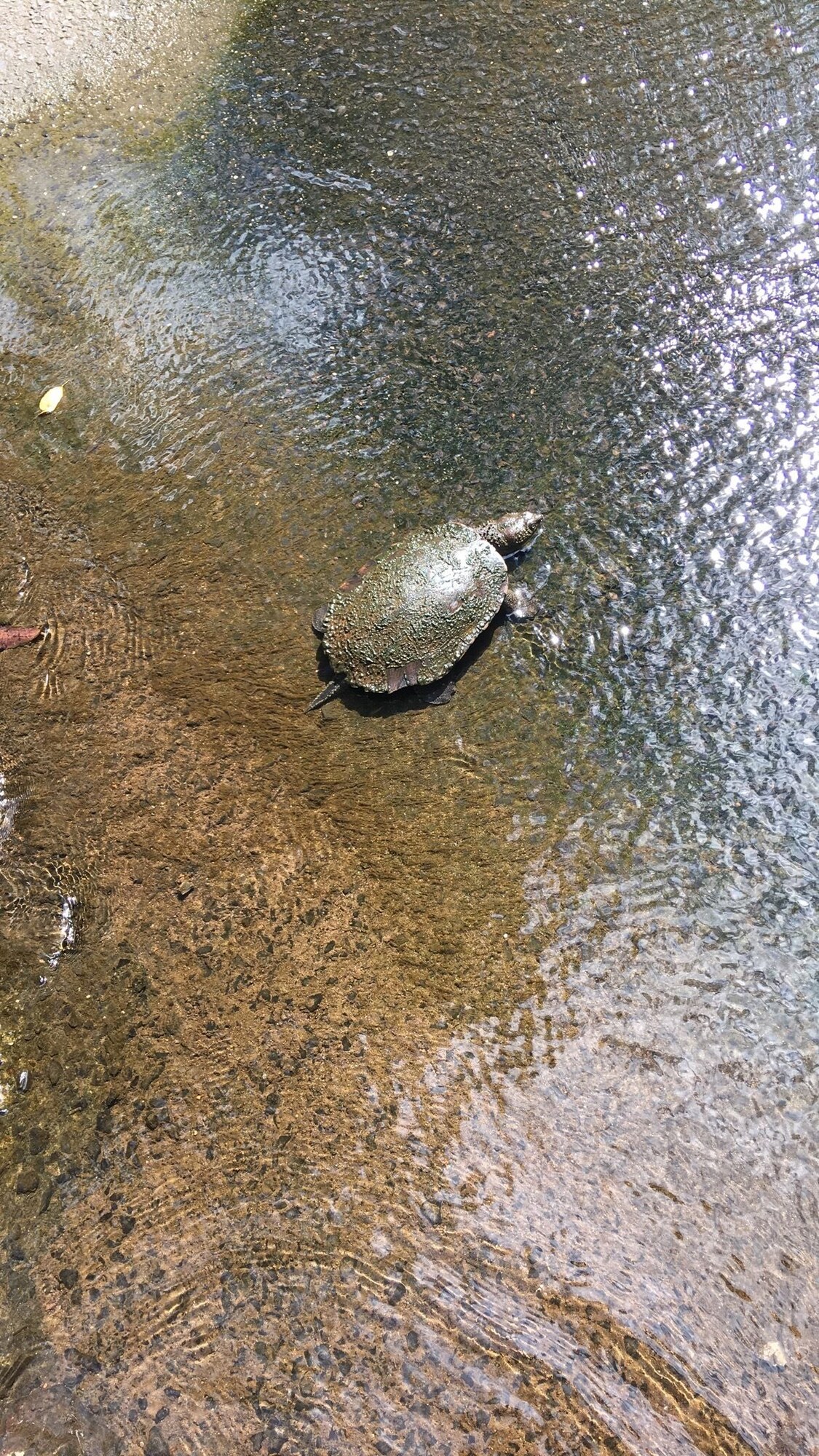 Kondalilla Eco Resort