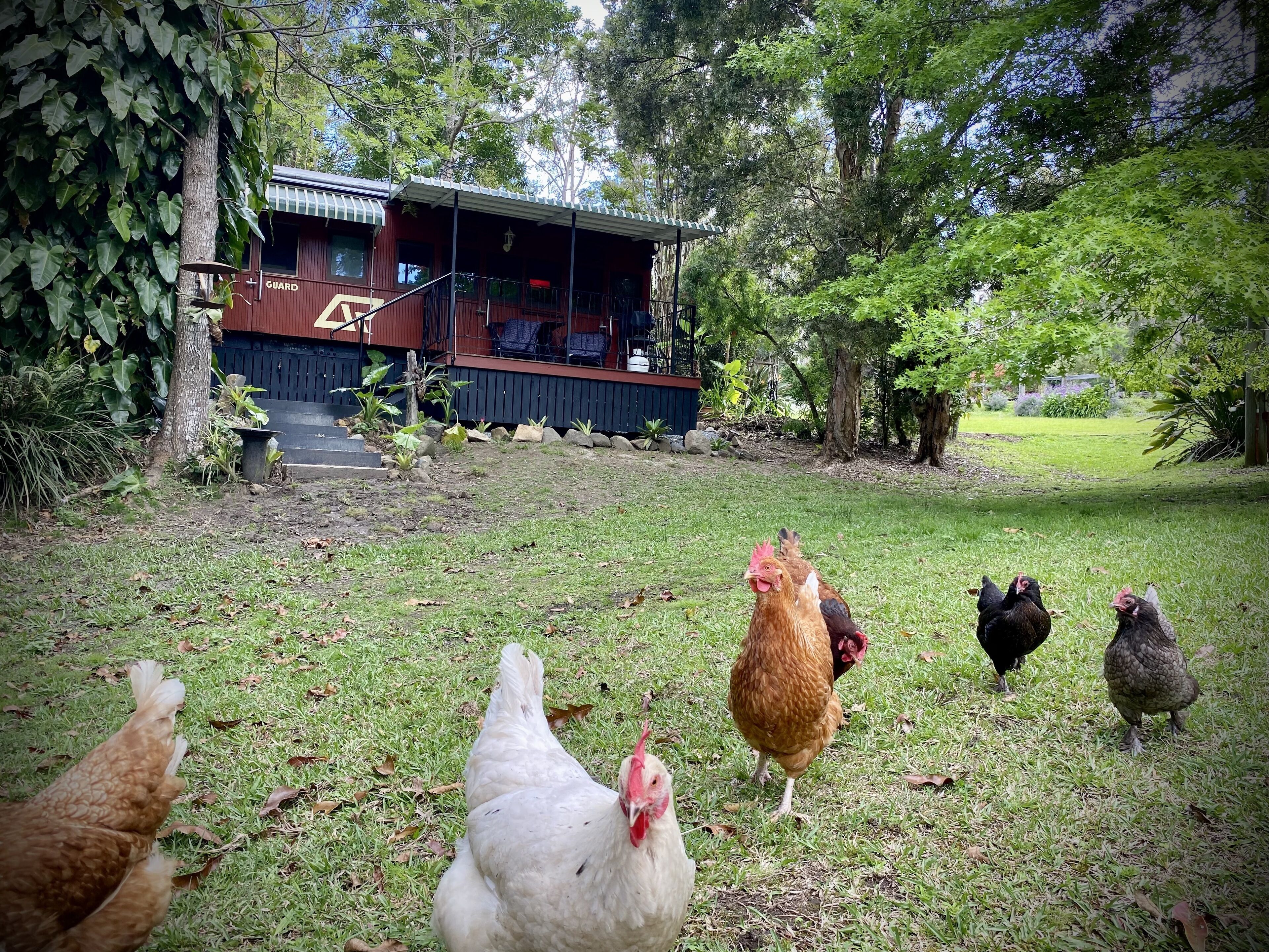 Mt Nebo Railway Carriage And Chalet