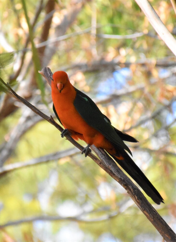 Mount Larcom Tourist Park
