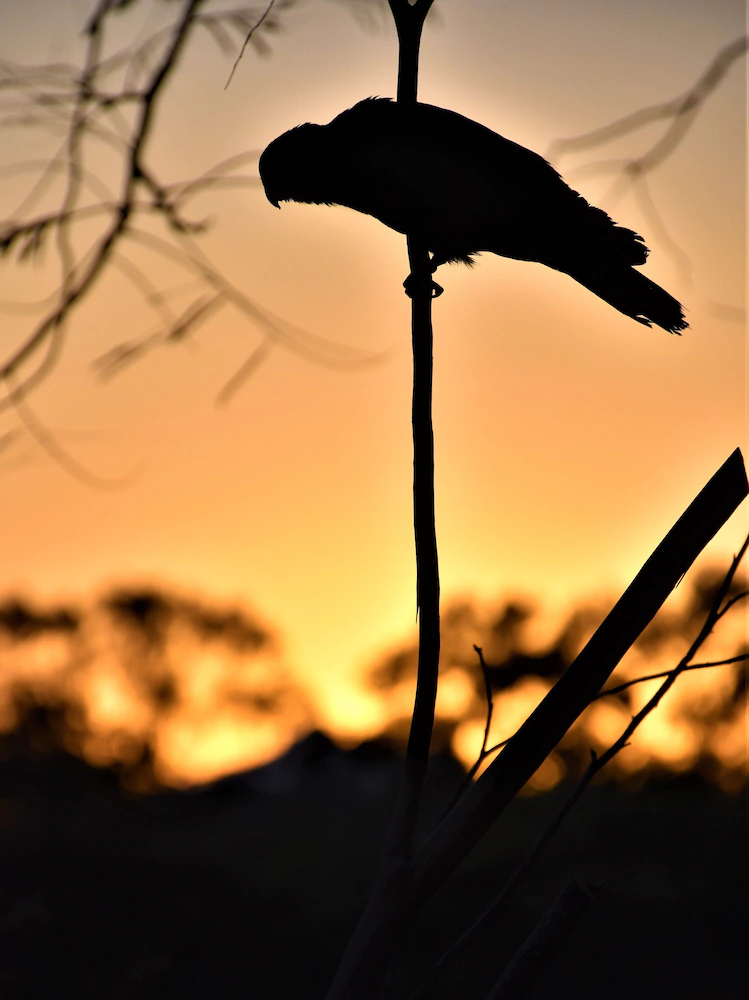 Mount Larcom Tourist Park