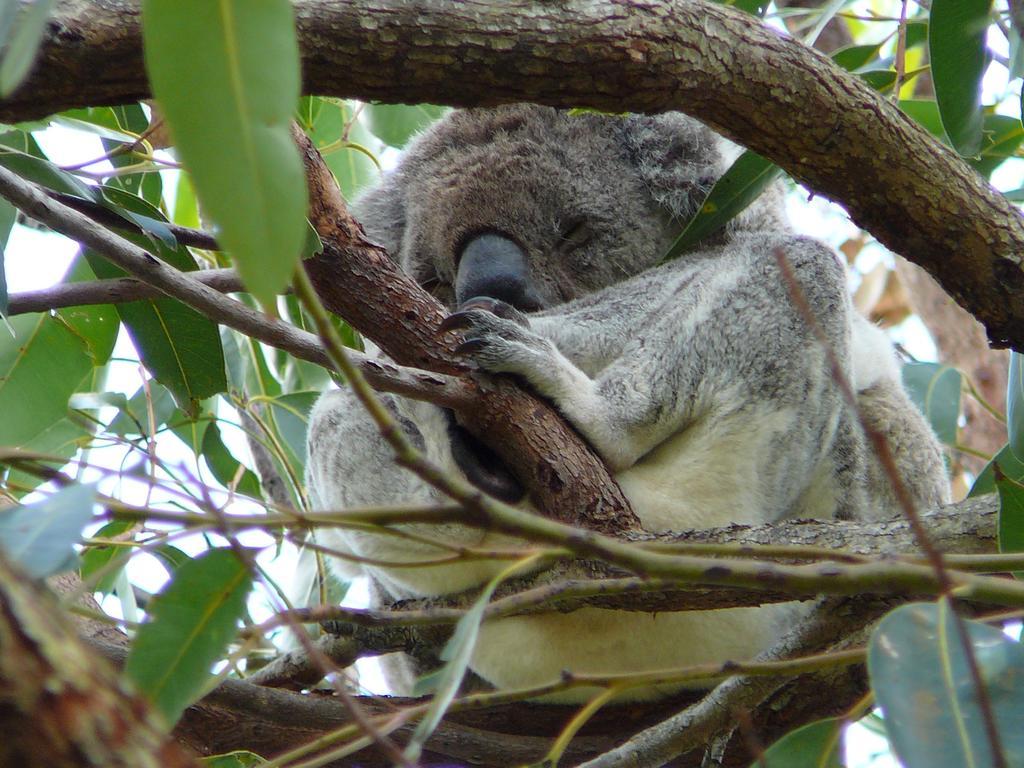 Noosa Springs Golf Resort & Spa