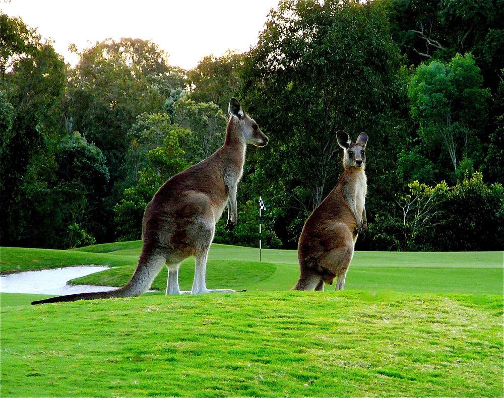 Noosa Springs Golf Resort & Spa
