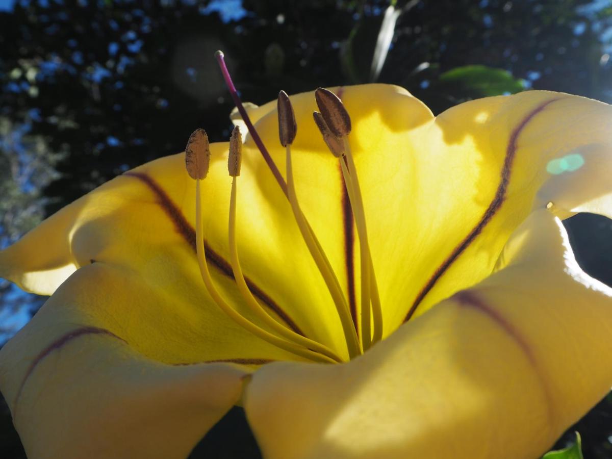 Lake Weyba Cottages Noosa