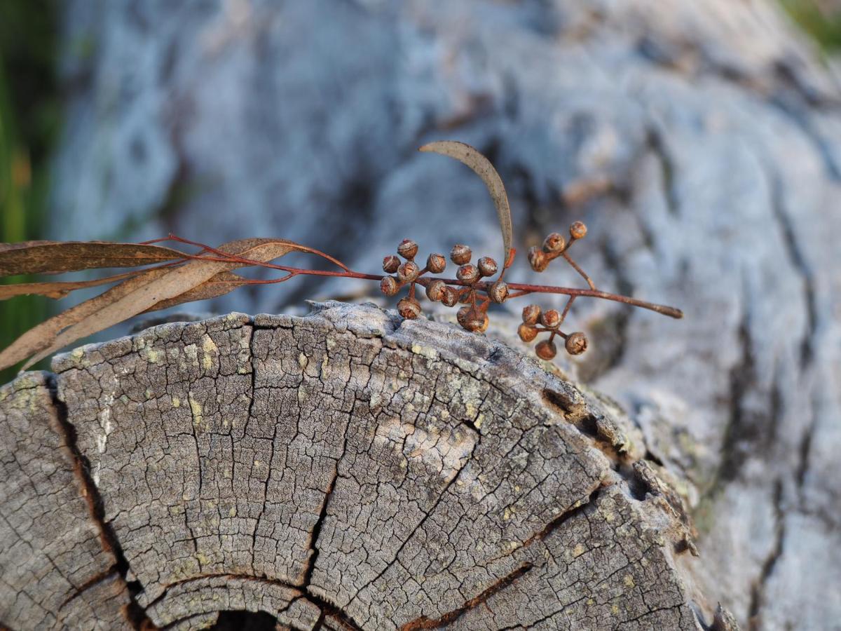 Lake Weyba Cottages Noosa