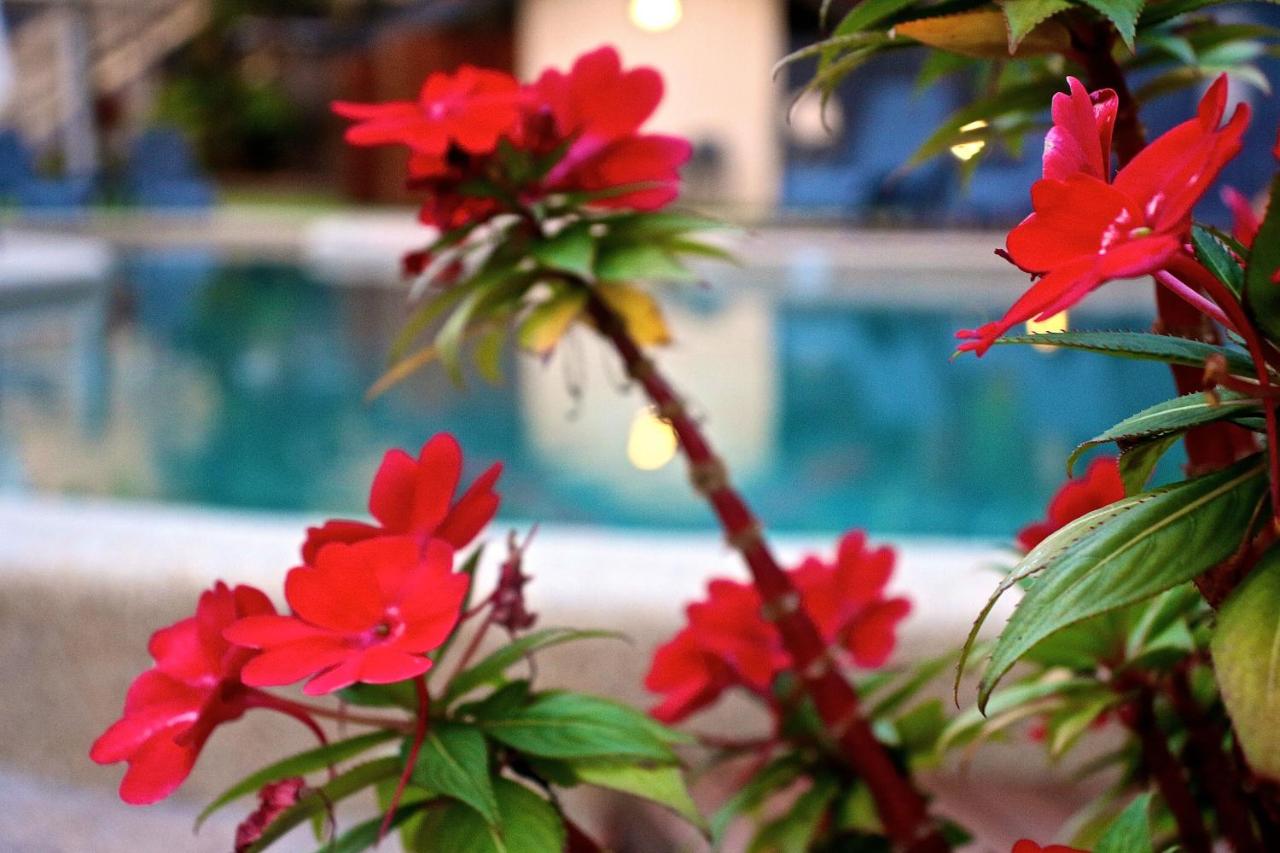 Lychee Tree Holiday Apartments