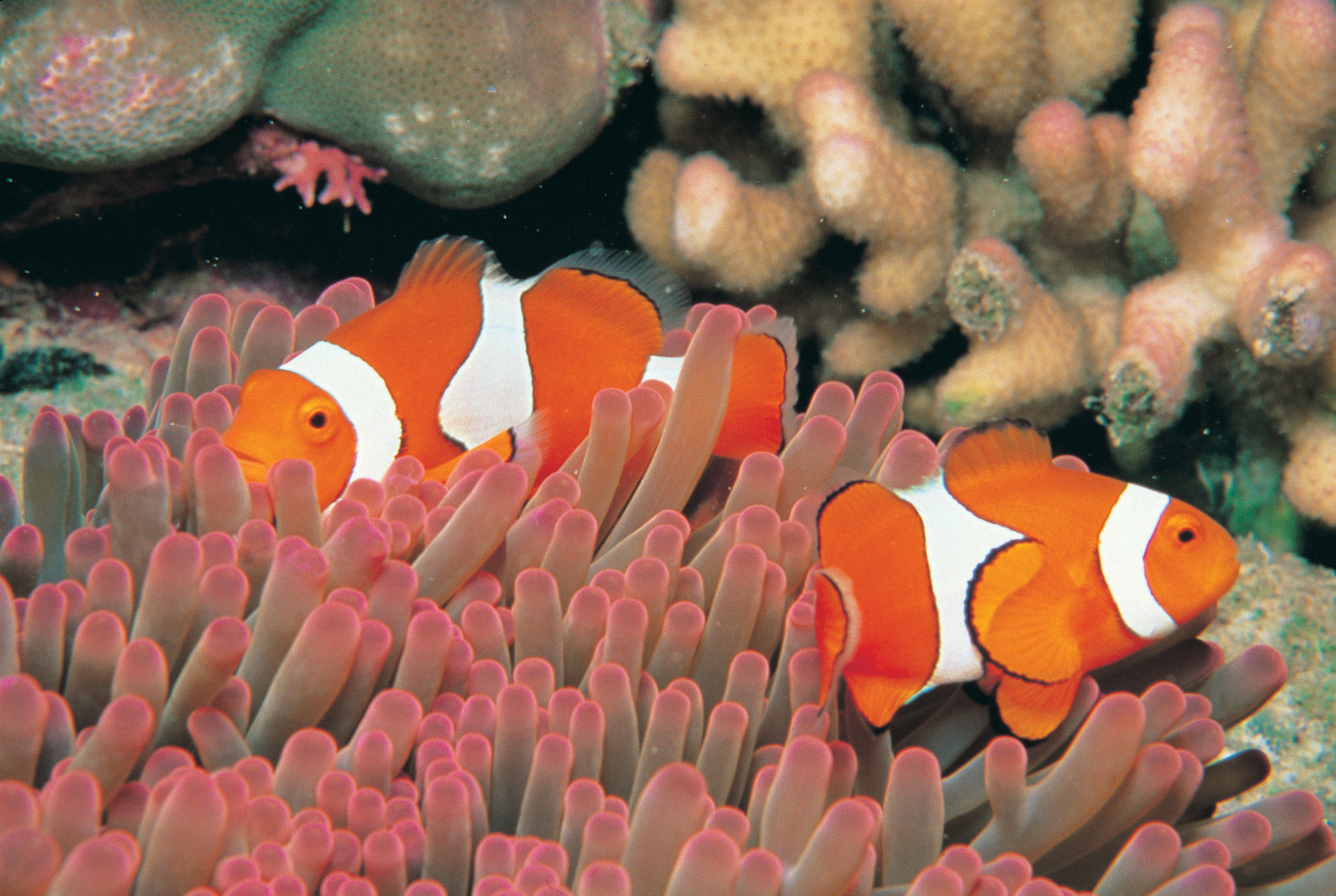 Sheraton Grand Mirage Resort, Port Douglas