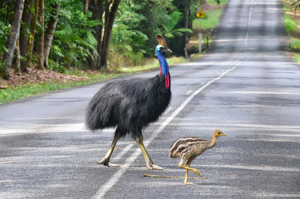 Thornton Beach Bungalows