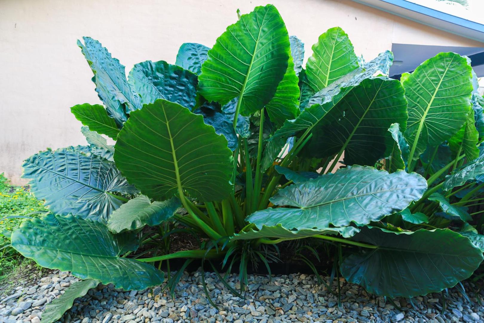 Uyoung Diving Resort