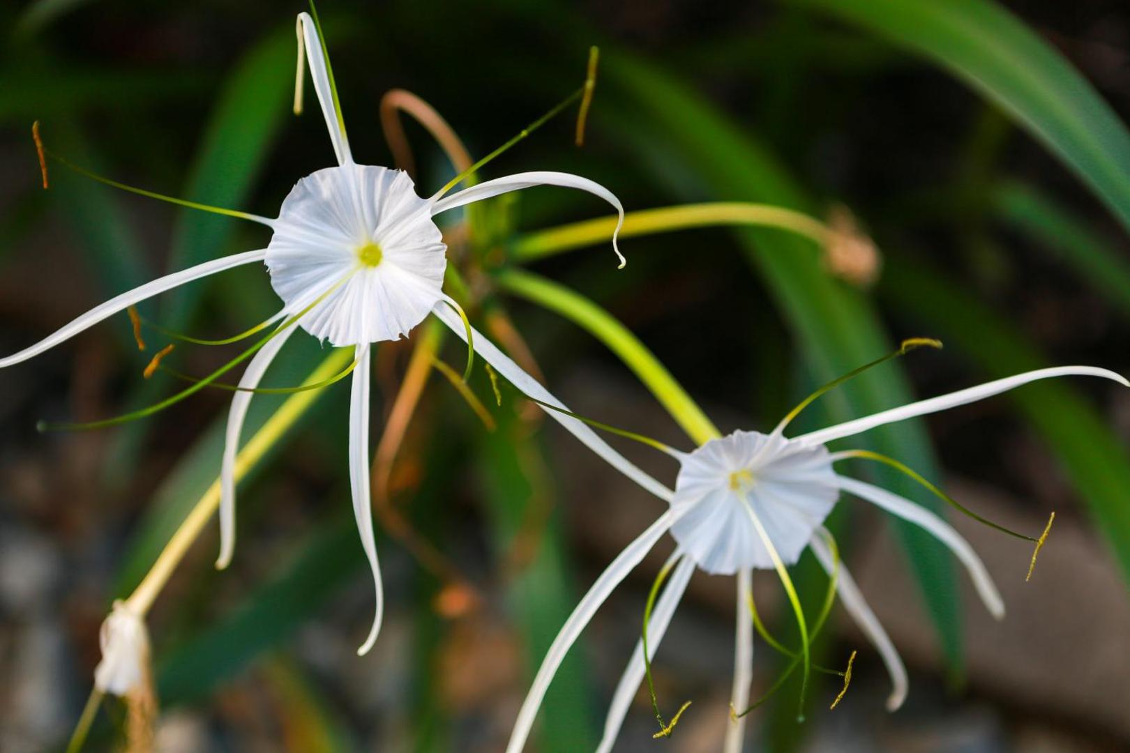 Uyoung Diving Resort