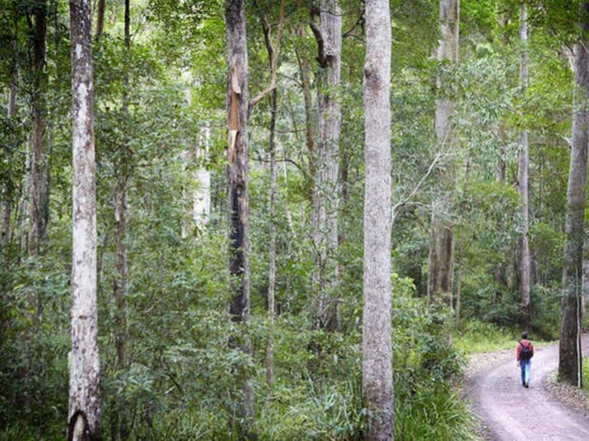 Alaya Verde