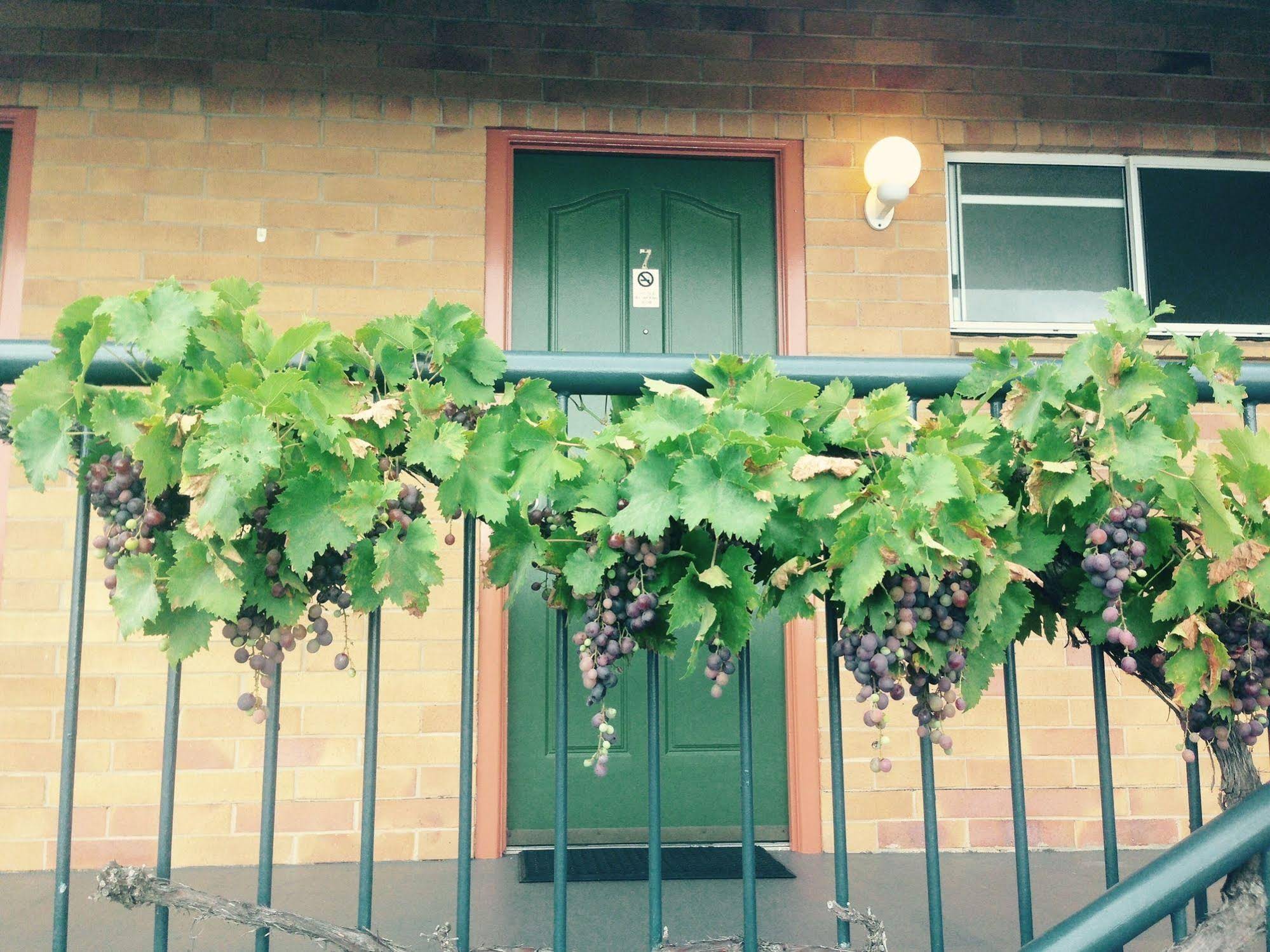 The Vines Motel And Cottages