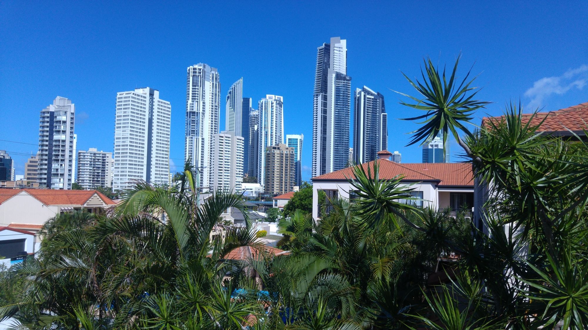 Chevron Palms
