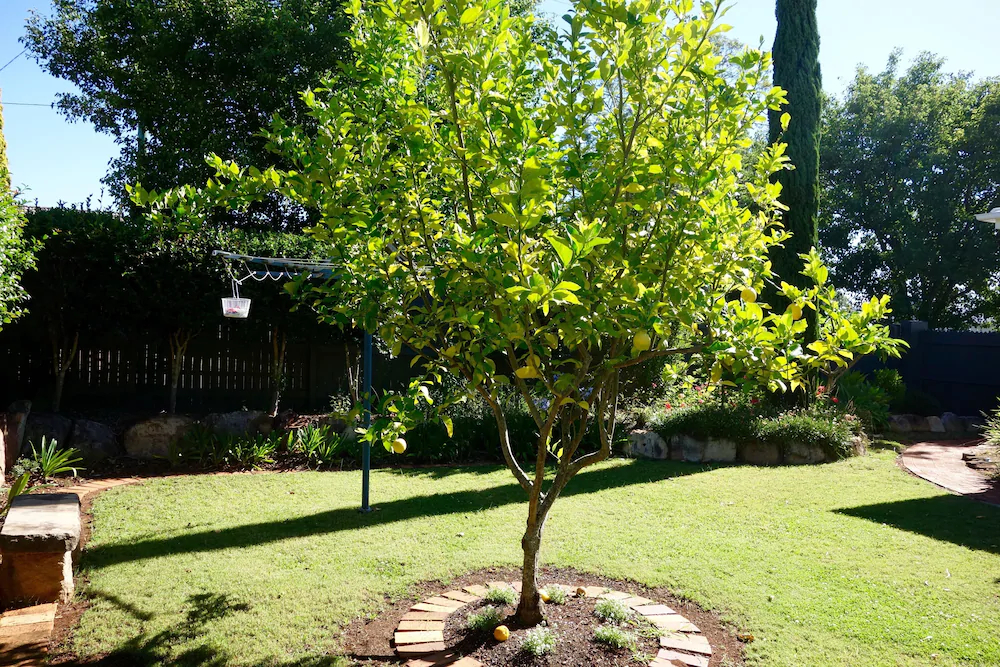 Frangipani House