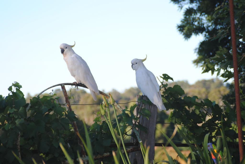 Amble at Hahndorf