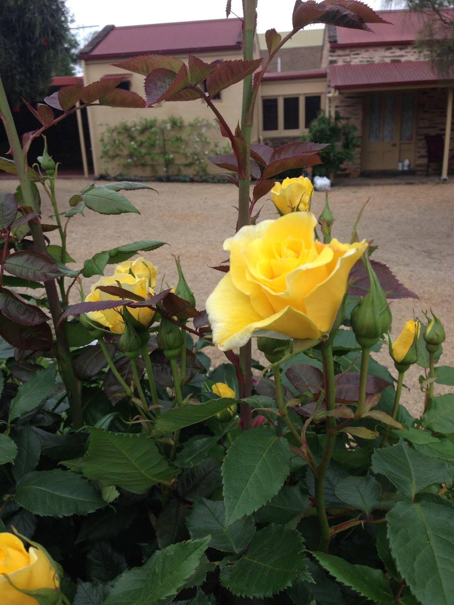 Strathalbyn Gasworks