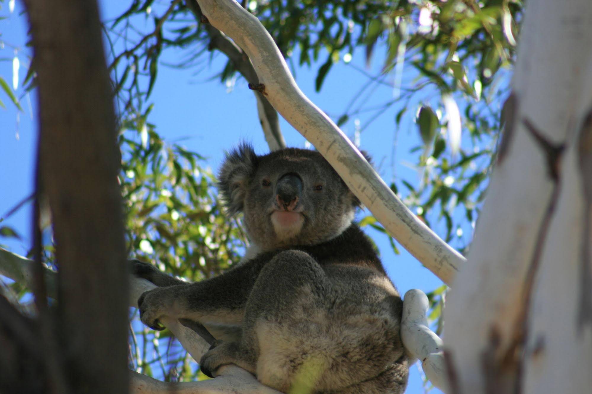 Levi Park Caravan Park