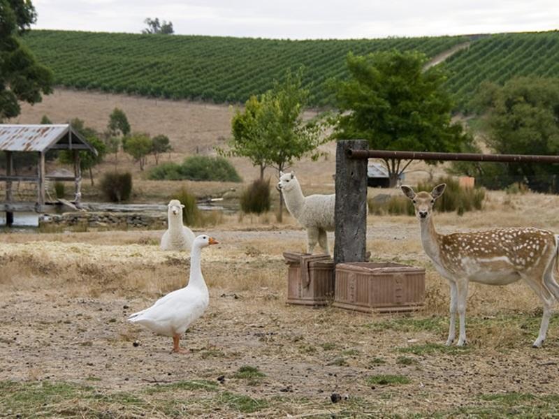 Barristers Block Vigneron's Villa