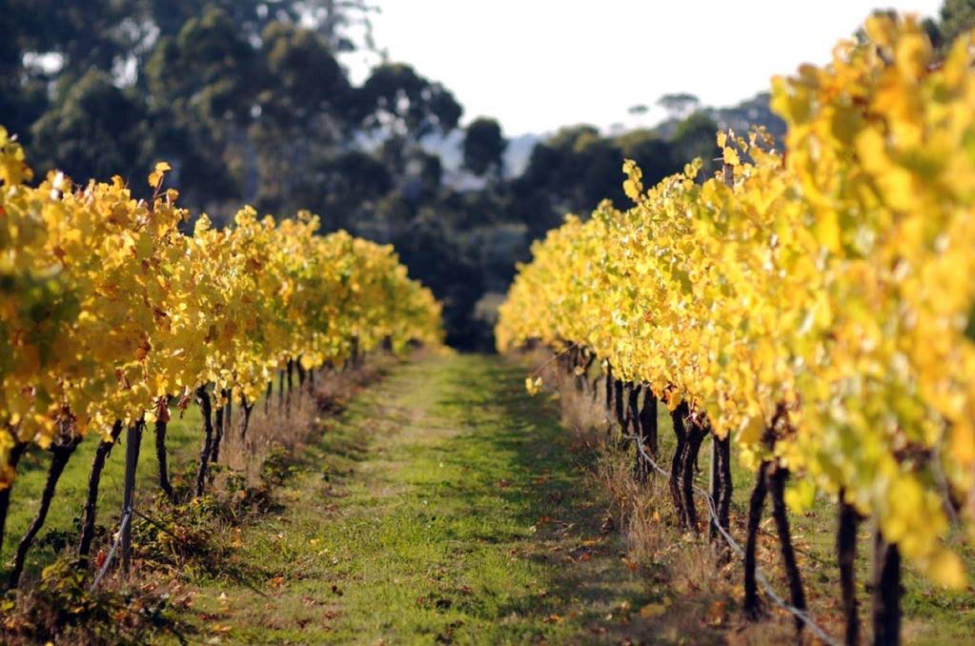 Otway Estate