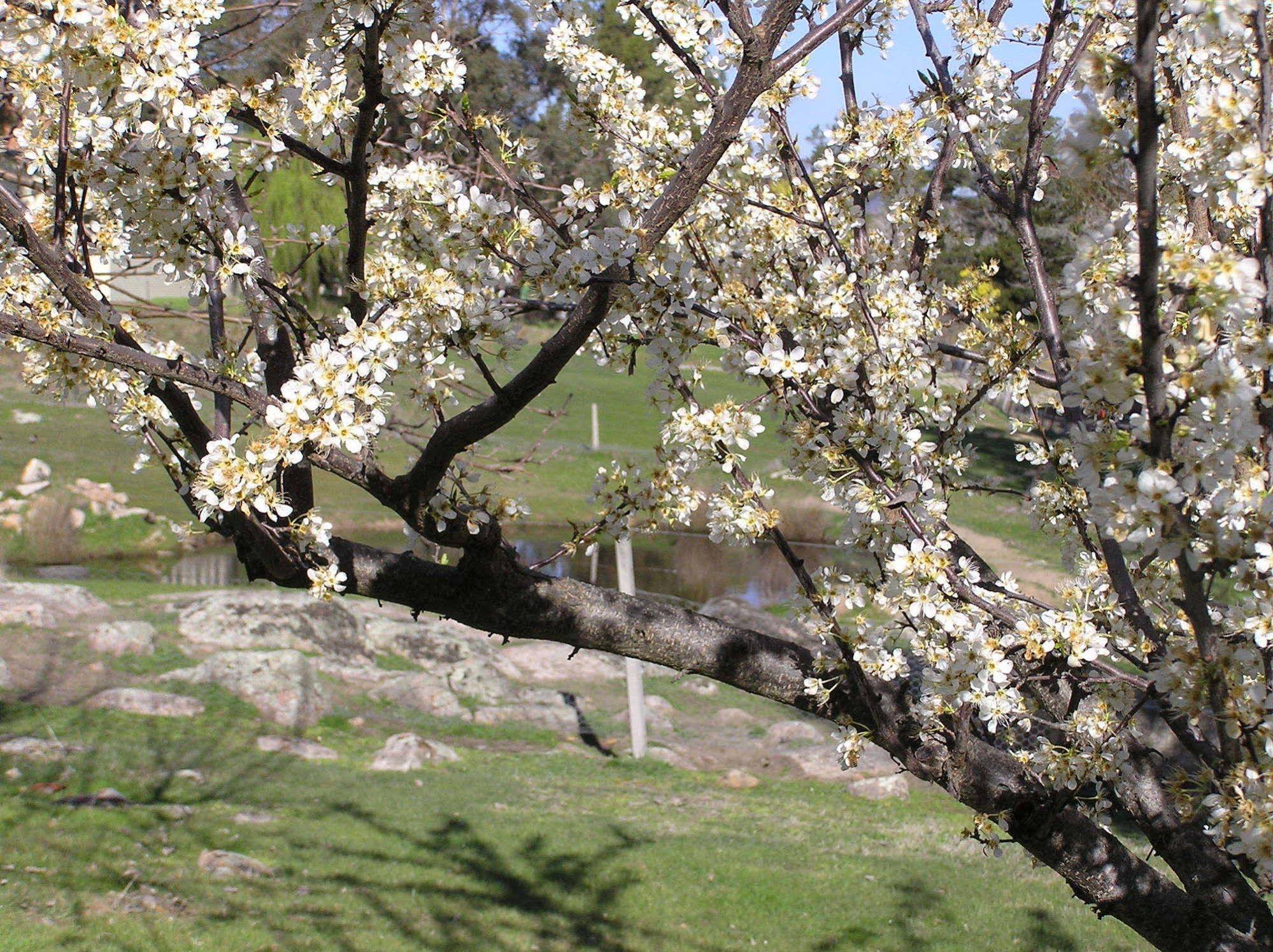 Golden Heritage Apartments Beechworth