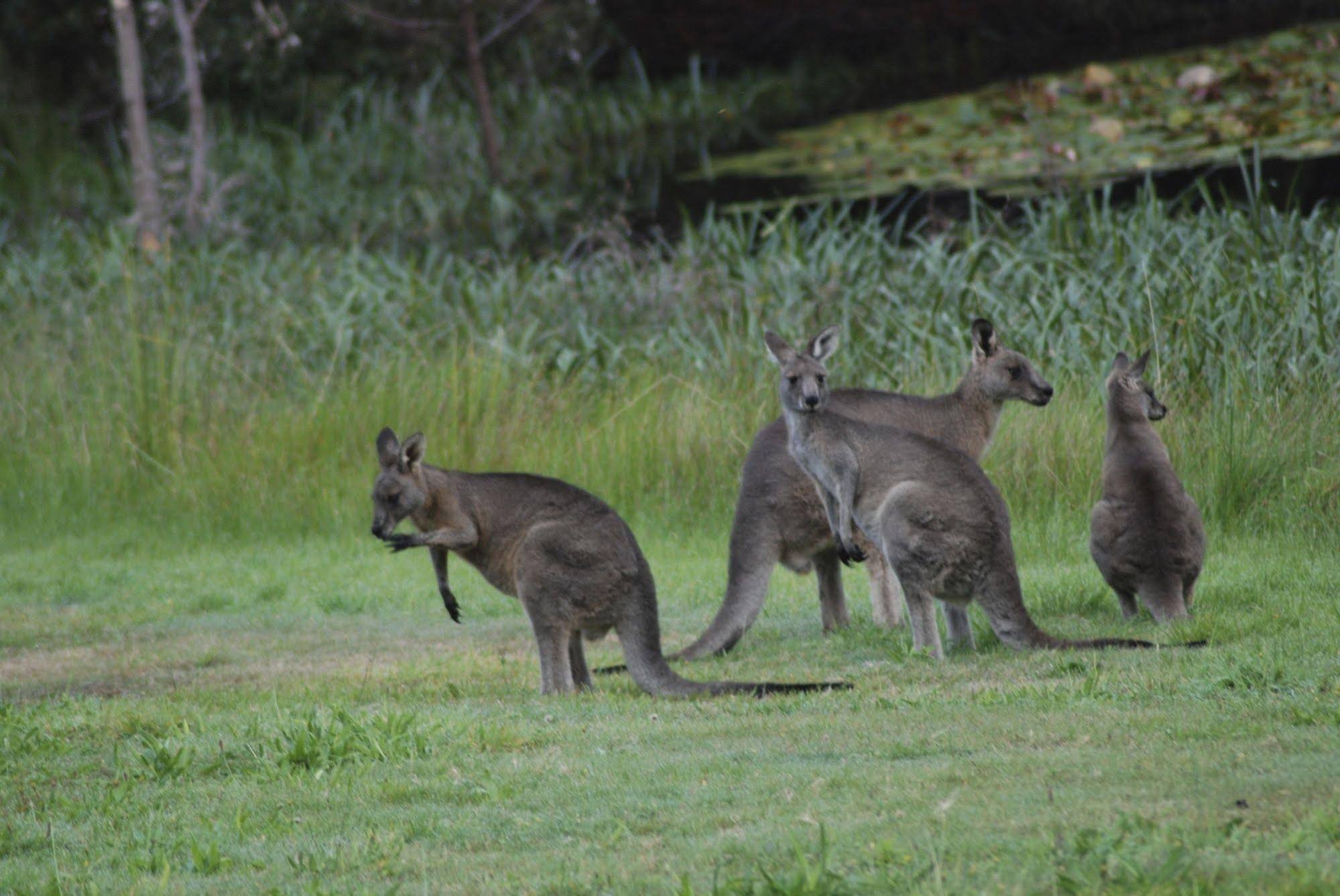 Bellbrae Harvest
