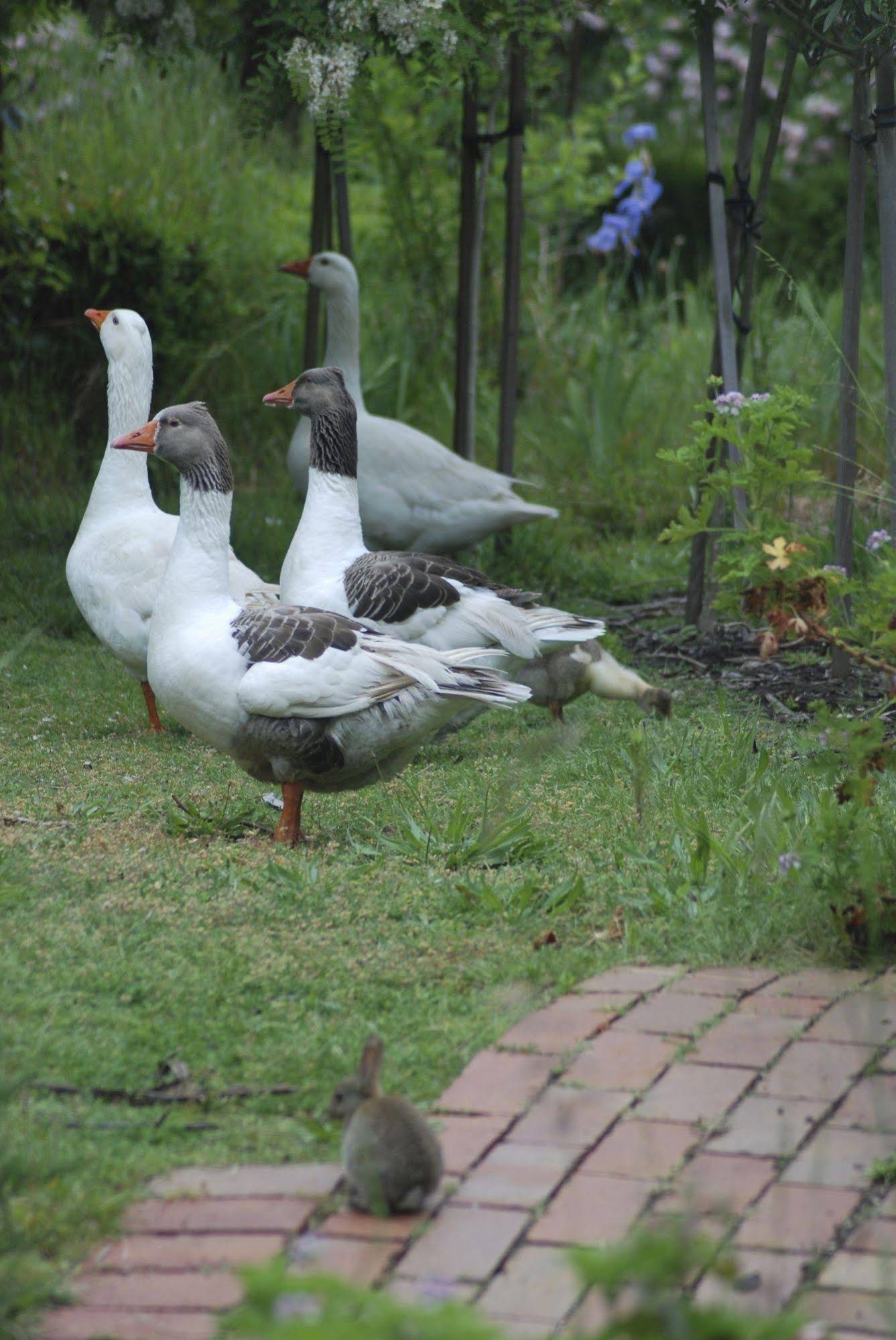 Bellbrae Harvest