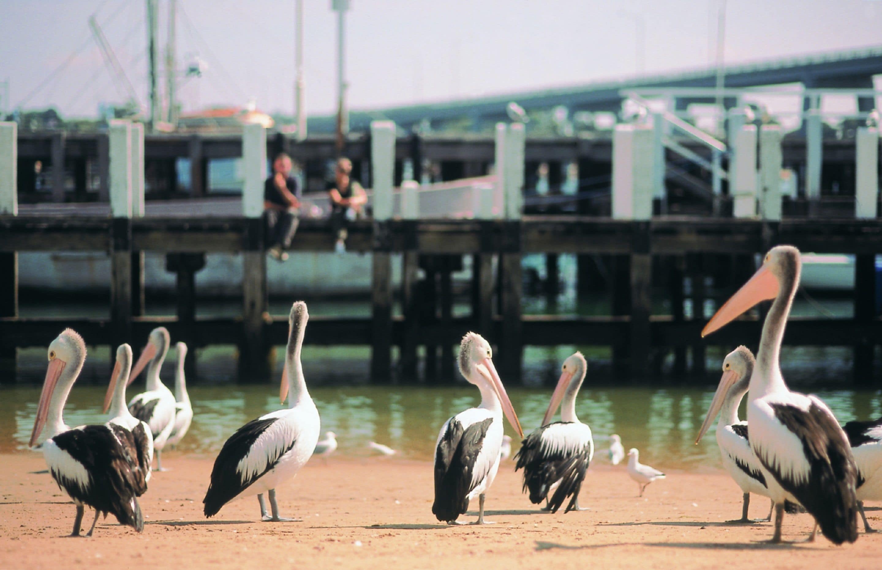 NRMA Phillip Island Beachfront Holiday Park