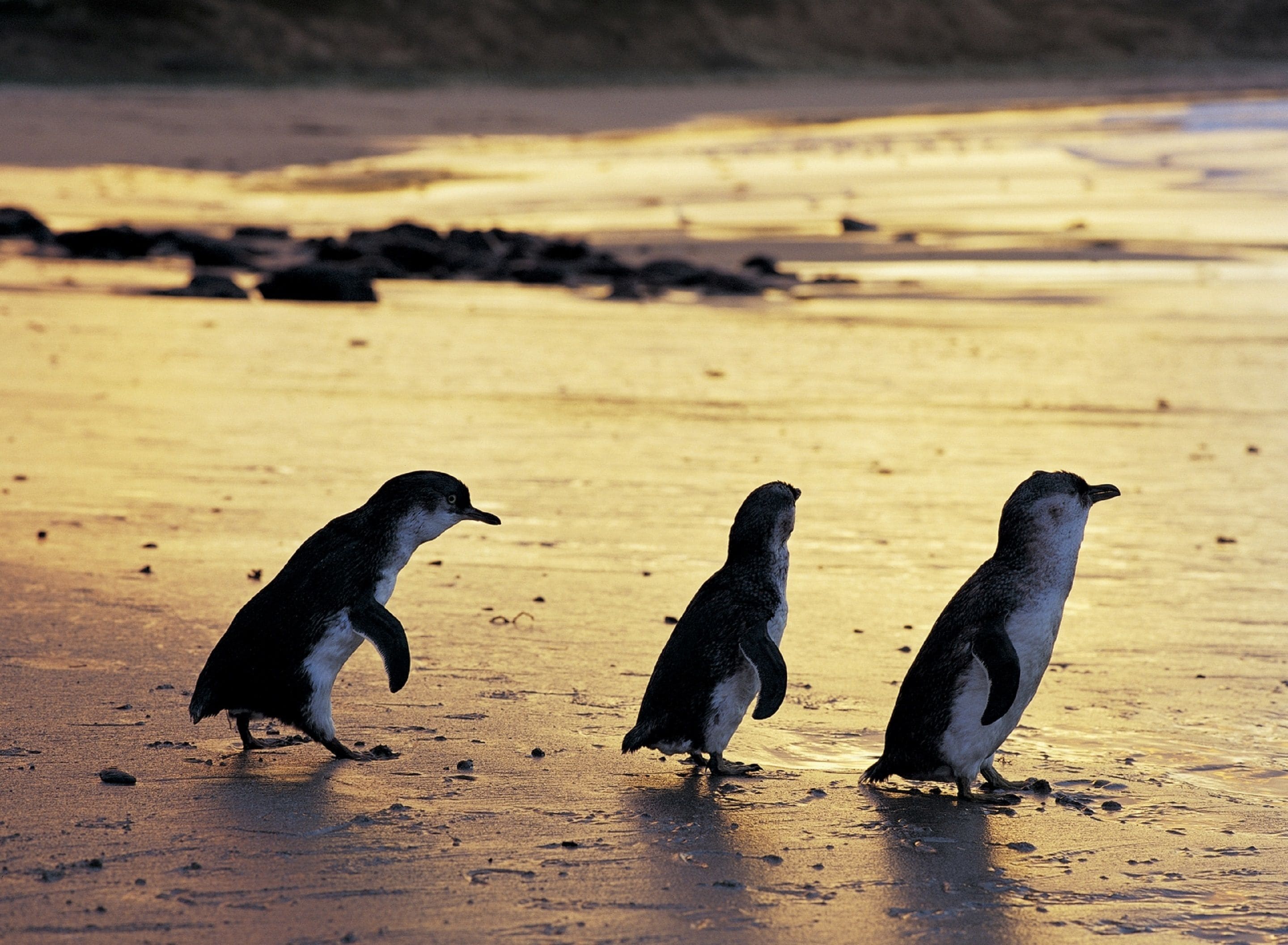 NRMA Phillip Island Beachfront Holiday Park