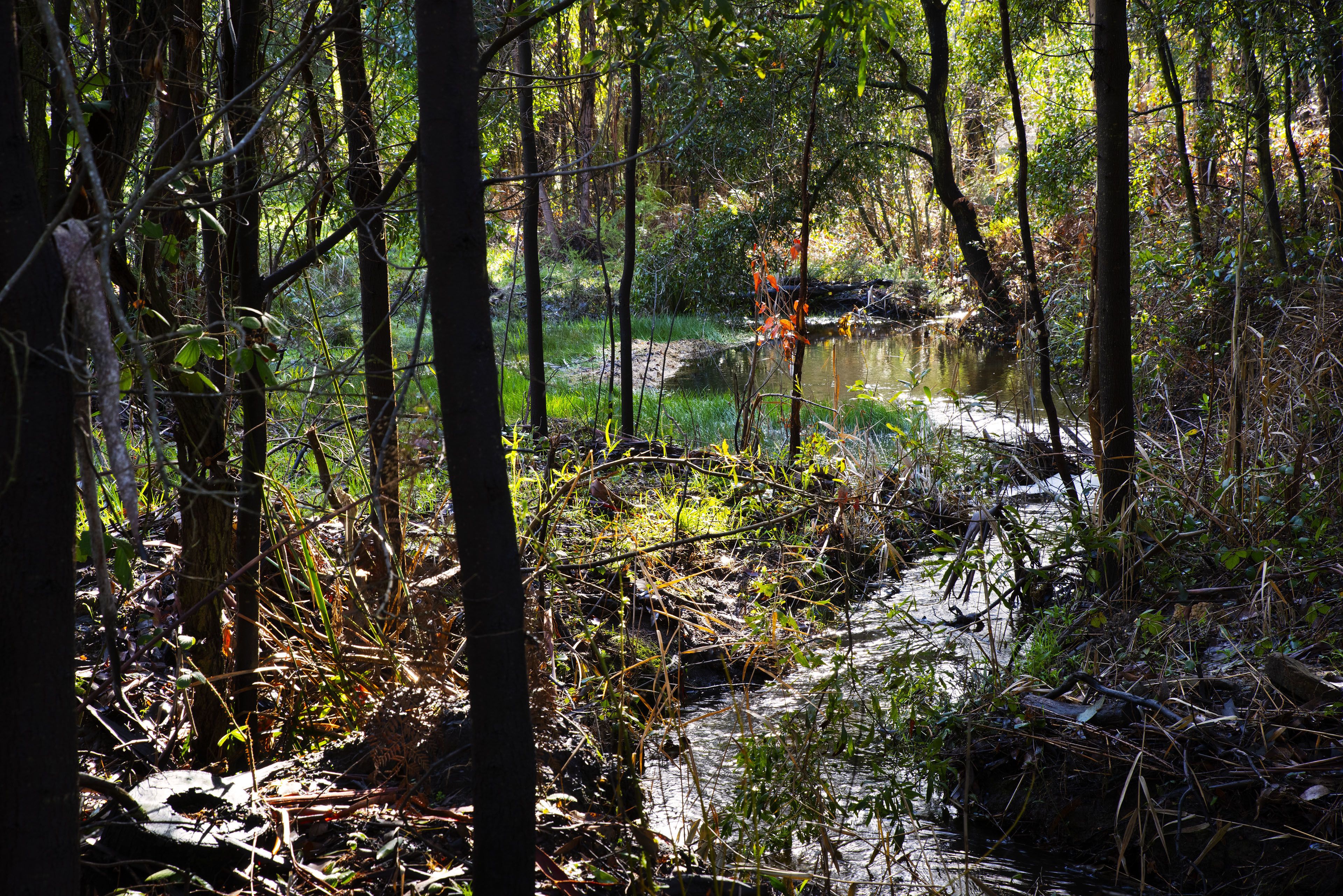 Gumtree Spring