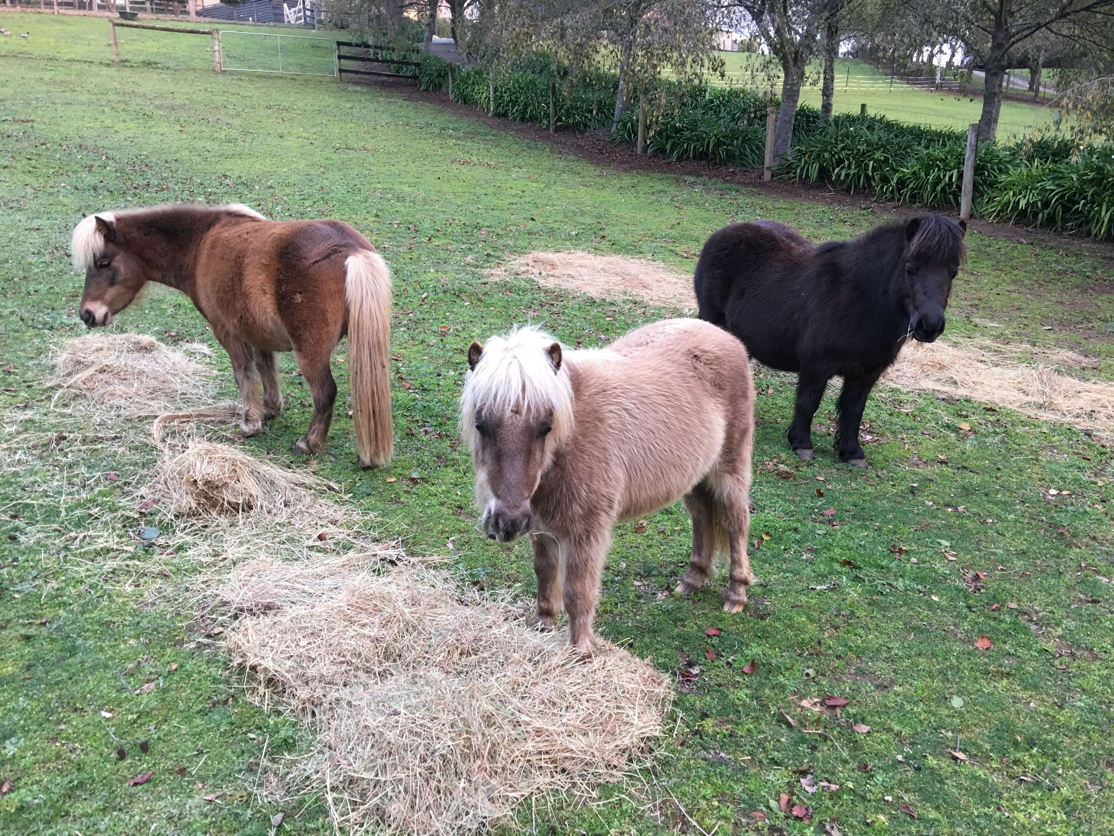 Emerald Ridge Bed & Breakfast