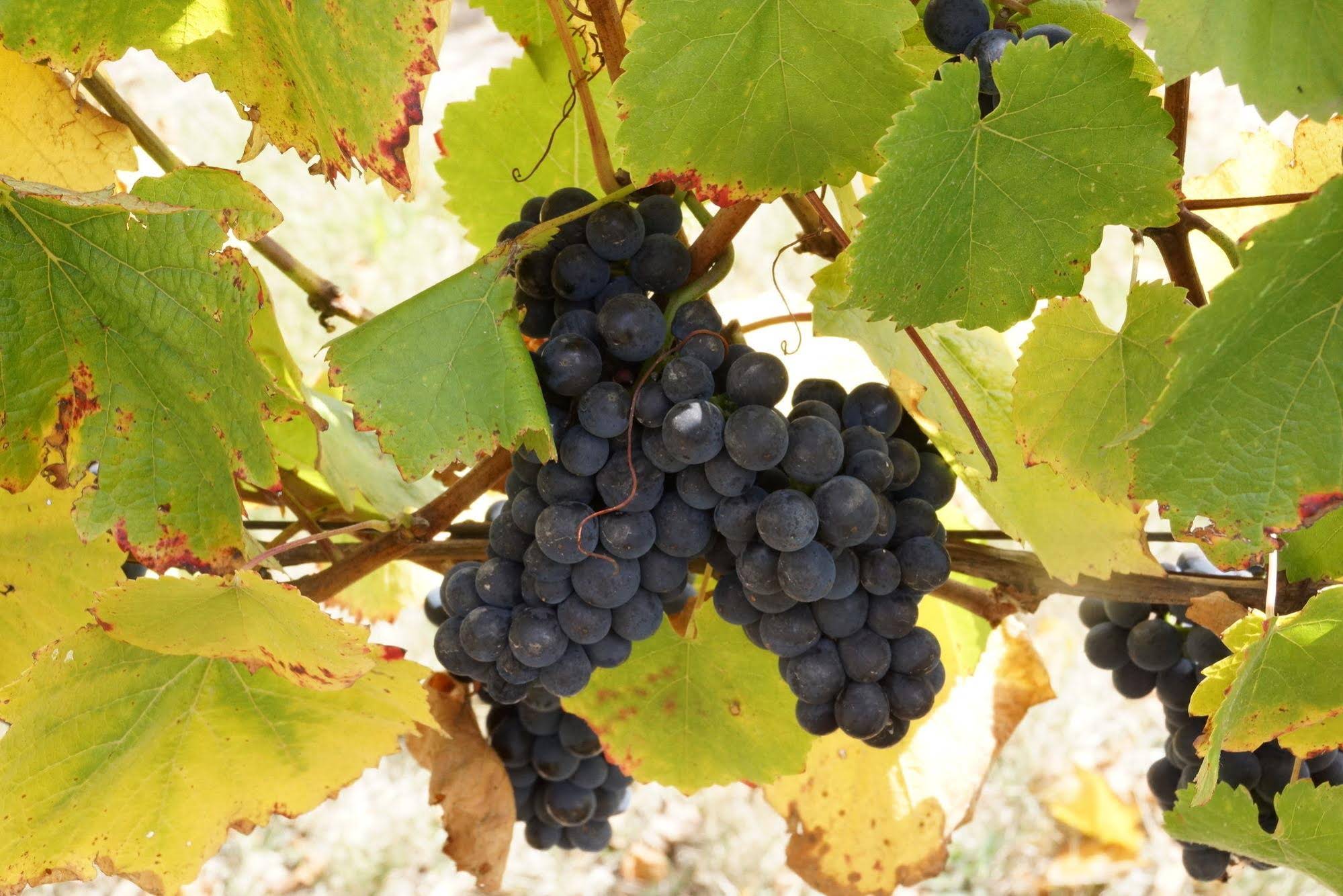 Gisborne Peak Winery Eco-Cottages