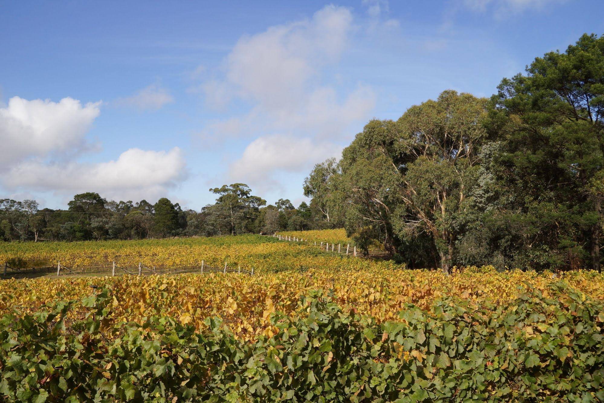 Gisborne Peak Winery Eco-Cottages